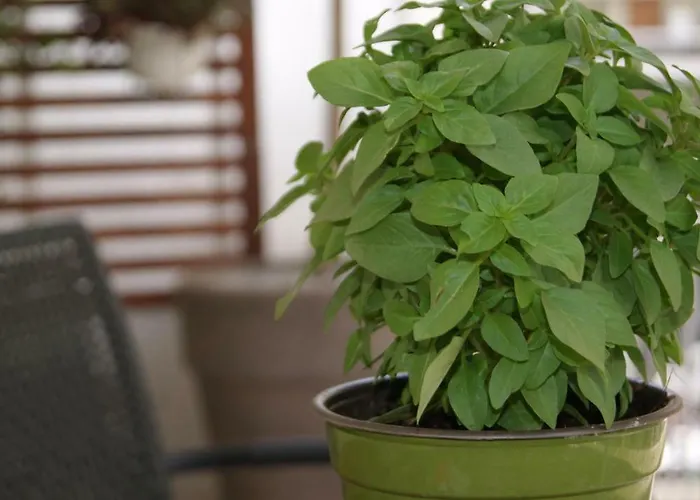 Apartment Sea-view Modern - 4 Guests - Kitchen